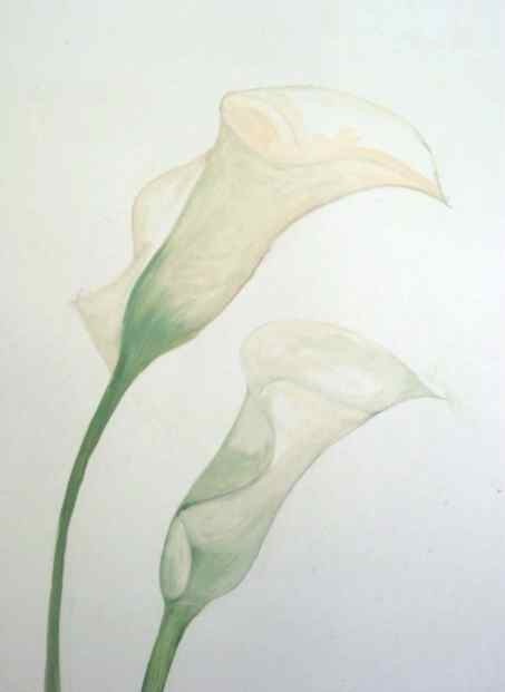 weiße Calla